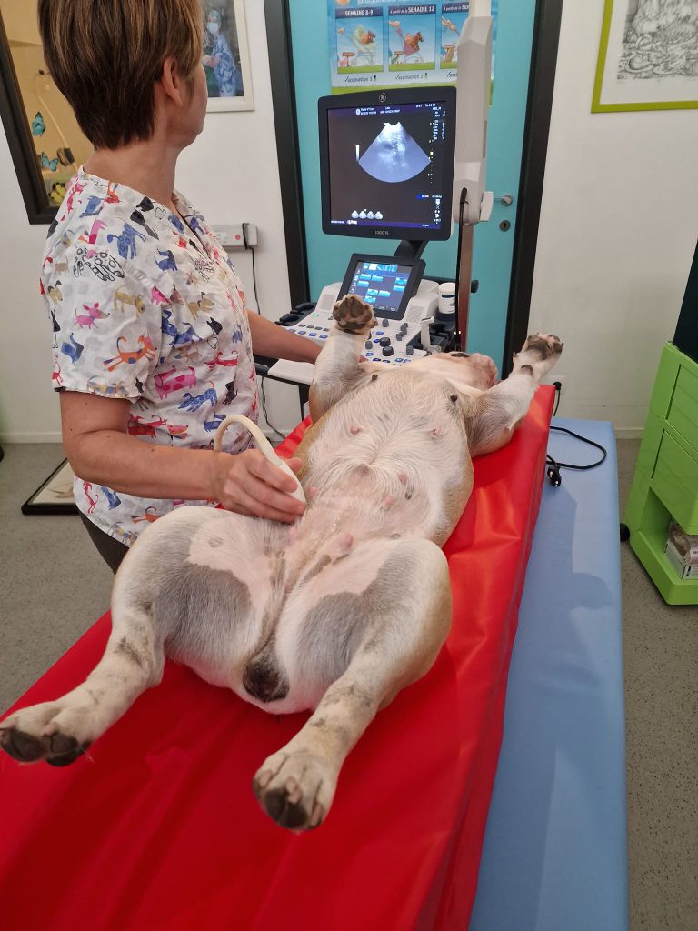 Gestation Leia 