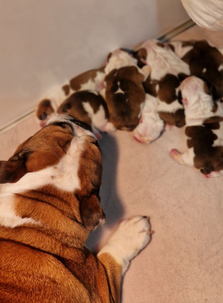 Precious Baby Bulls - Bulldog Anglais - Portée née le 11/01/2025