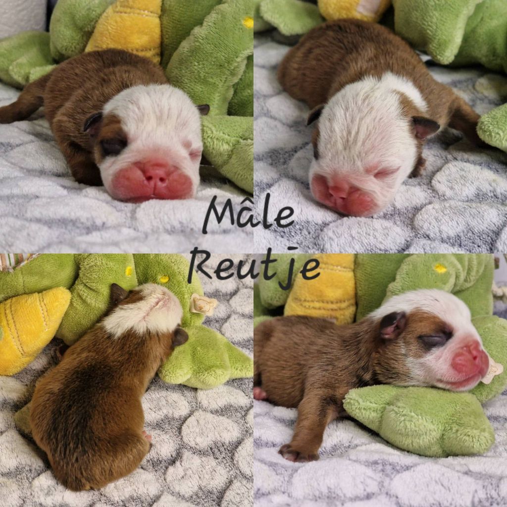 Precious Baby Bulls - Bulldog Anglais - Portée née le 12/01/2025