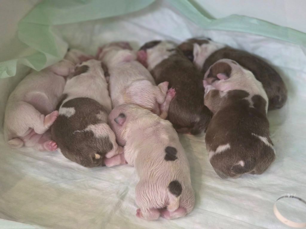 Precious Baby Bulls - Bulldog Anglais - Portée née le 27/08/2025